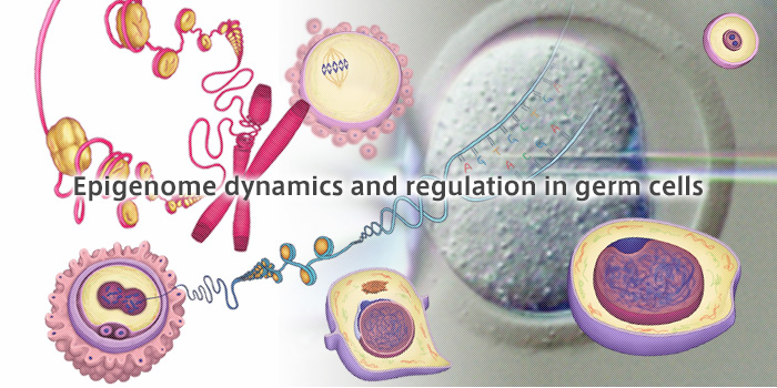 Epigenome dynamics and regulation in germ cells 